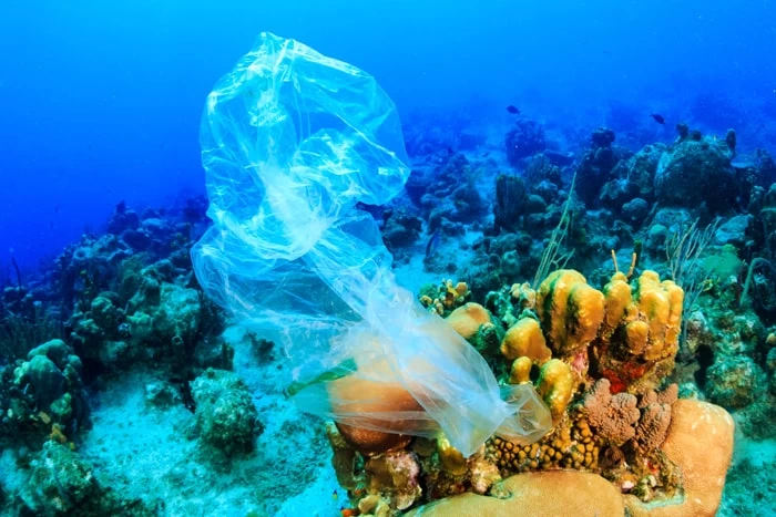 A plastic bag floating around a colourful coral reef. 