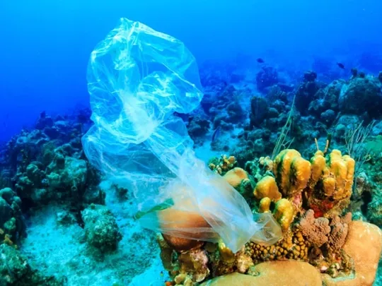 A plastic bag floating around a colourful coral reef.