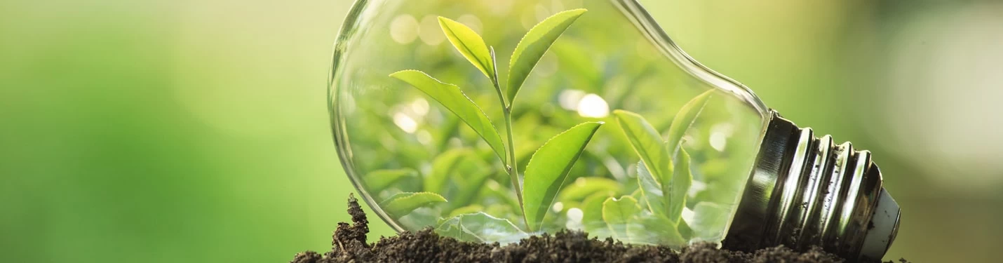 Plant growing inside a lightbulb, promoting the idea of conscious effort to protect the environment. 
