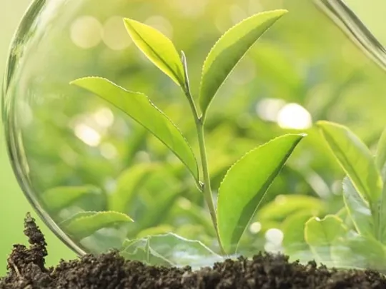 Plant growing inside a lightbulb, promoting the idea of conscious effort to protect the environment.