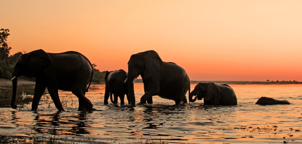 A herd of elephants wading through water at sunset, silhouetted against an orange sky in Botswana.