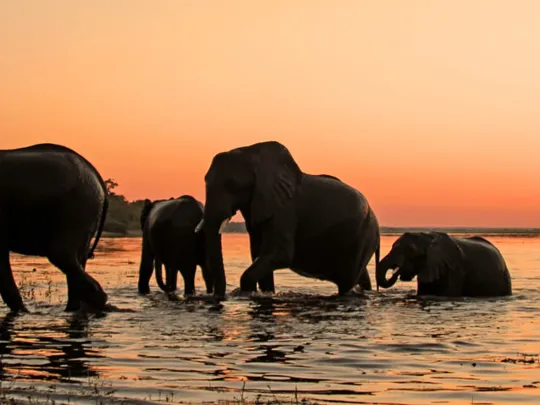 A herd of elephants wading through water at sunset, silhouetted against an orange sky in Botswana.