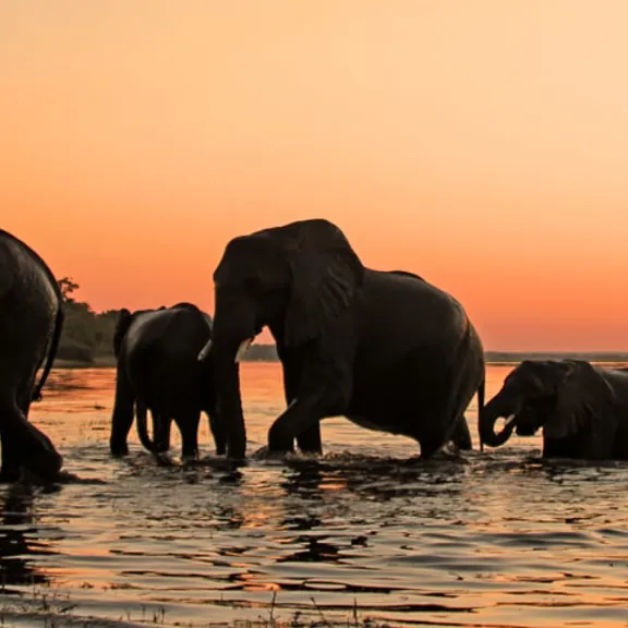 A herd of elephants wading through water at sunset, silhouetted against an orange sky in Botswana.