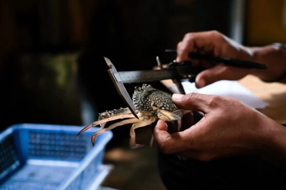 A Crab being measured by a marine scientist. 