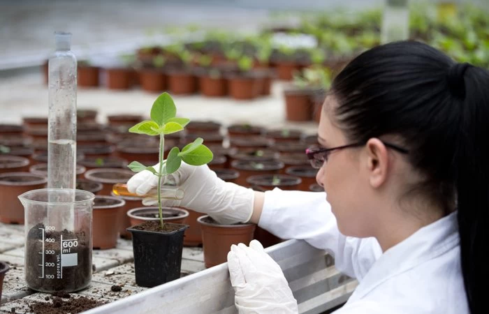 A biology student planting a seedling for scientific research. 