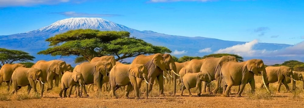 A herd of Elephants in Tanzania. 