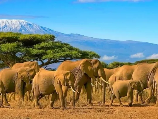 A herd of Elephants in Tanzania.