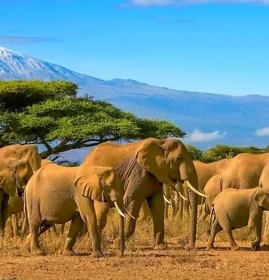 A herd of Elephants in Tanzania.