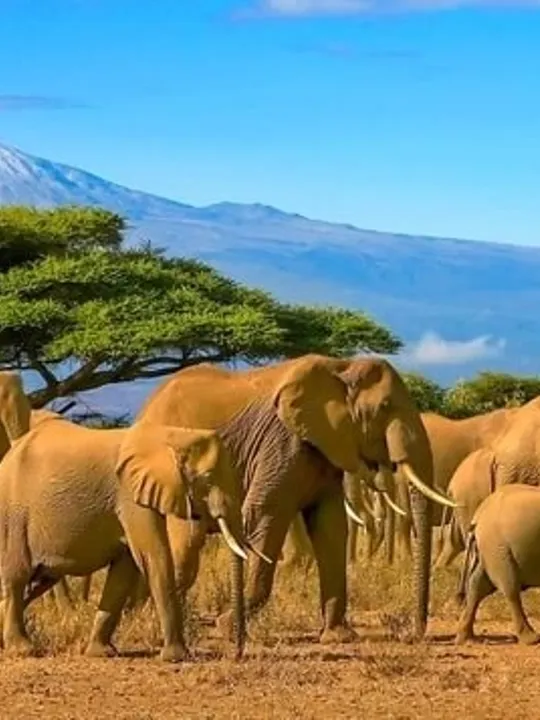 A herd of Elephants in Tanzania.