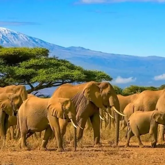 A herd of Elephants in Tanzania.