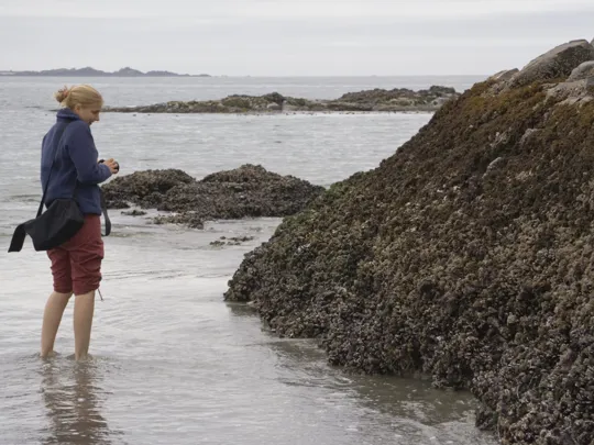 A marine scientist in the sea observing wildlife.