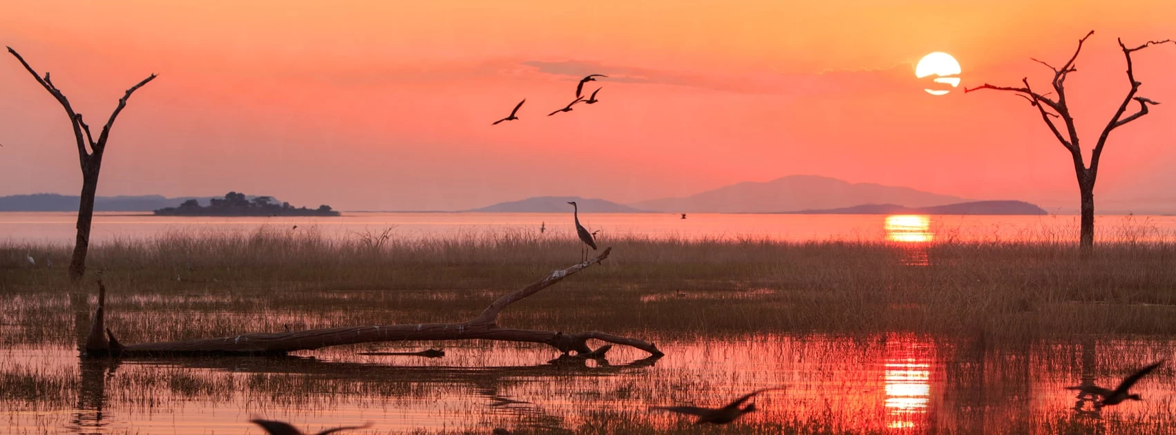 A Zimbabwean savanna at sunset with birds flying in the air and one bird perched on a semi submersed tree. 