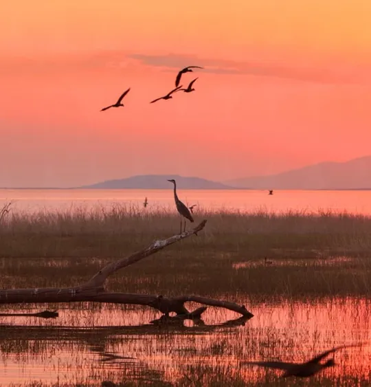 A Zimbabwean savanna at sunset with birds flying in the air and one bird perched on a semi submersed tree.