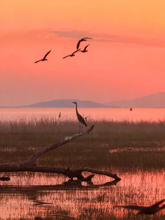 A Zimbabwean savanna at sunset with birds flying in the air and one bird perched on a semi submersed tree.