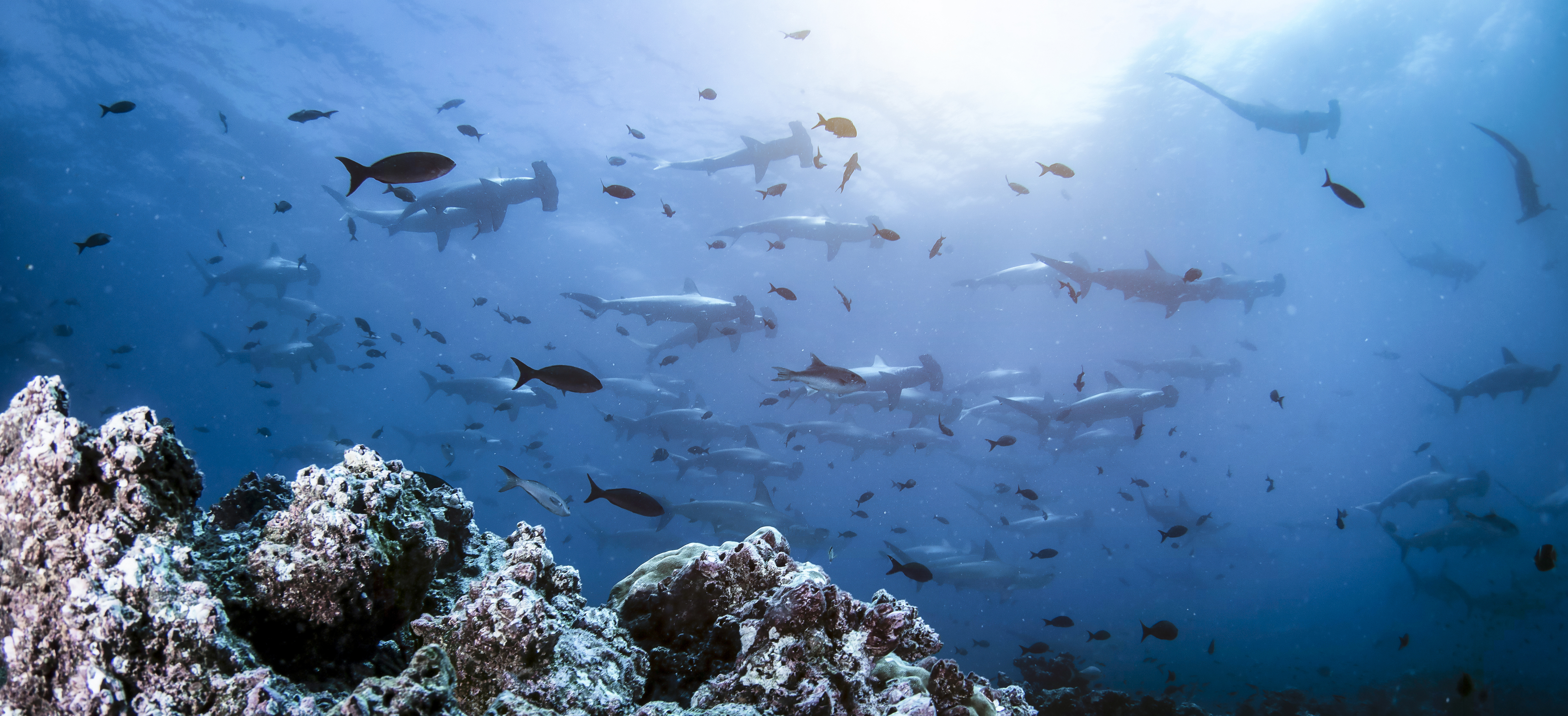 A photo of a collection of underwater animals.