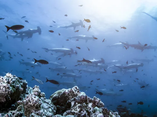 A photo of a collection of underwater animals.