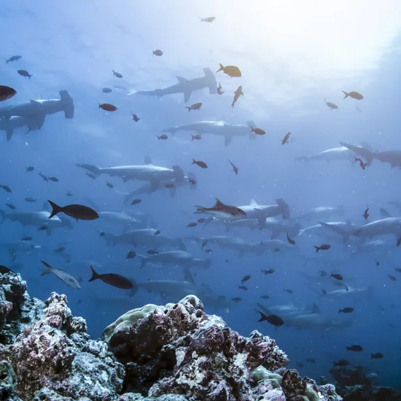 A photo of a collection of underwater animals.