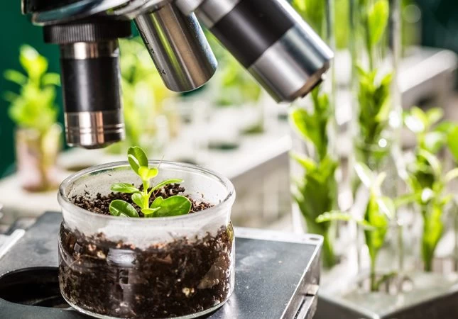 A microscope observing a small plant. 