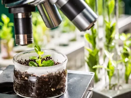 A microscope observing a small plant.